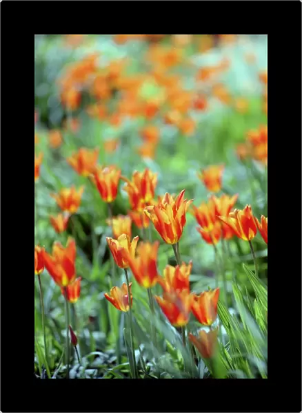 Tulips N060105