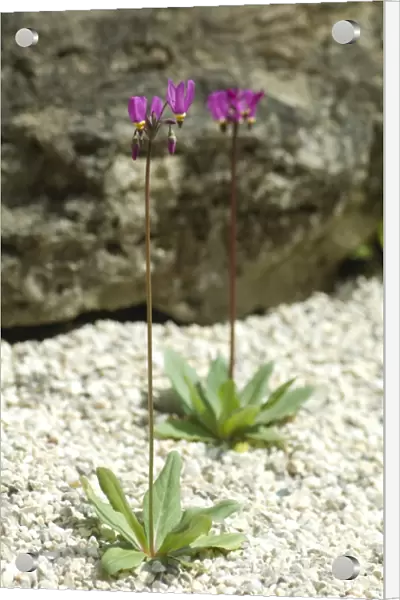Flowering alpines N080165