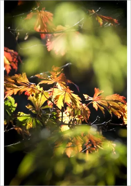 Detail of Maple leaves in Autumn N060815