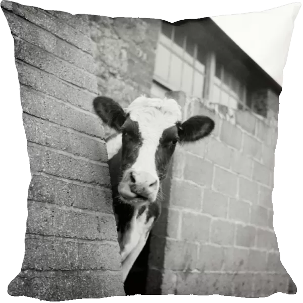 Cow a092314