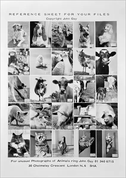 Animal montage a093117