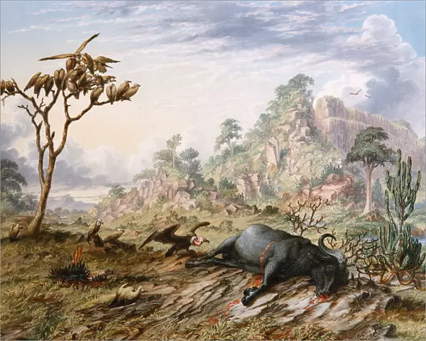 Dead Buffalo, by Thomas Baines