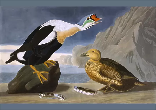 King Duck, by John James Audubon
