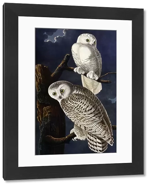 Snowy Owl, by John James Audubon