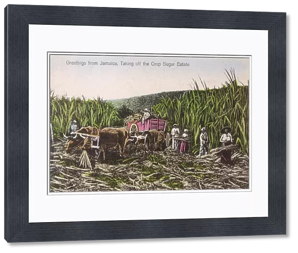 Jamaica - Harvesting the Sugar Cane Crop