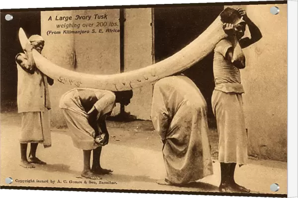 Large Ivory tusk from the Kilimanjaro Region, Tanzania