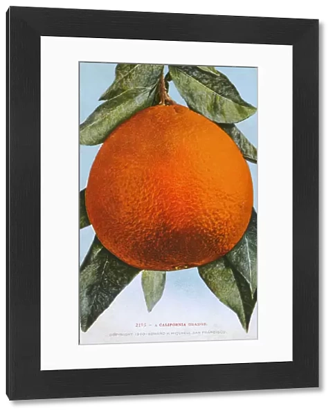 California, USA - A large Orange, ripe for the picking