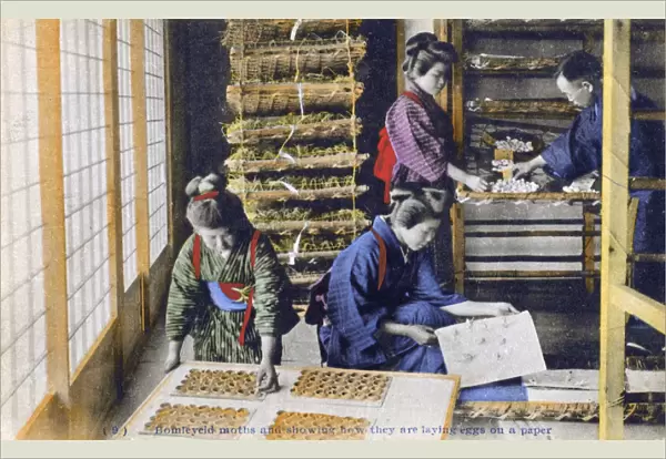 Japan - Silk Industry - Bombyx mori Moths lay eggs on paper
