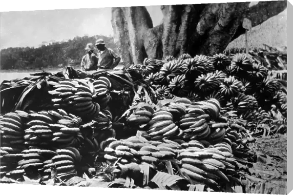 Bananas for Export