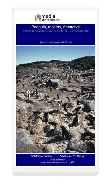 Penguin, rookery, Antarctica