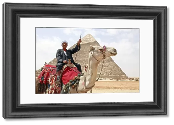 Camel and Pyramid of Khafre in Cairo, Egypt