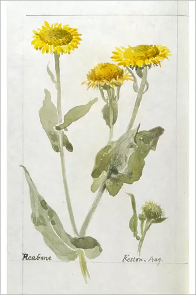Botanical Sketchbook -- Fleabane
