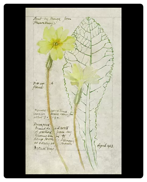 Botanical Sketchbook -- Primrose