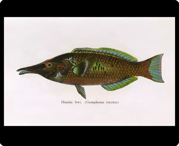 Hinalea Iiwi, Fishes of Hawaii