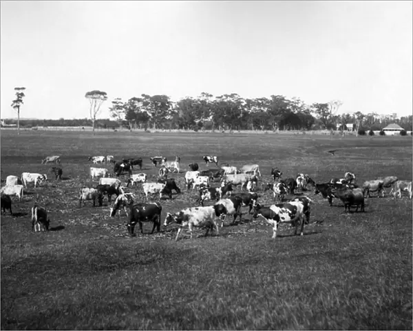 Purebreed Ayrshire and Jersey Cattle, Australia