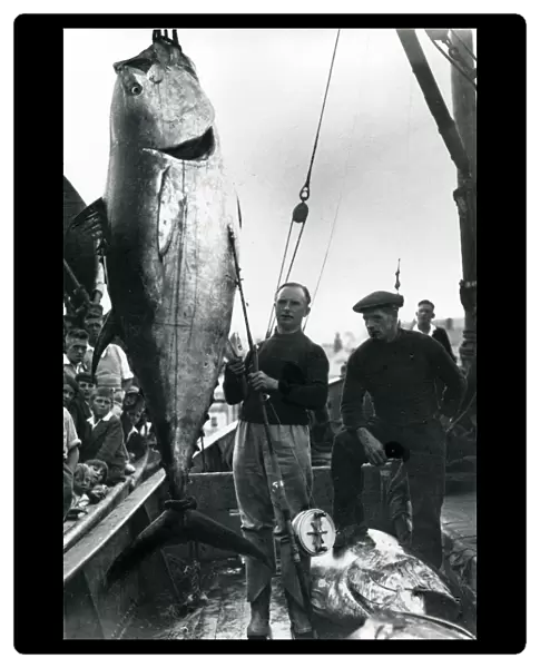 Fisherman with a mate with a catch of giant tuna