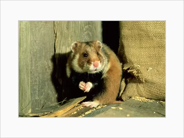 Wild Common Hamster - Feeding in a granary