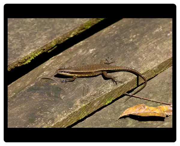 Rough-scaled Brown Skink basking on planks of a