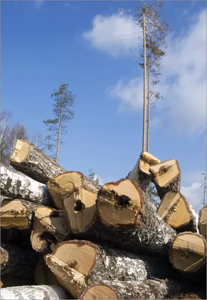 Stacked Birch Logs - left on a logging site for