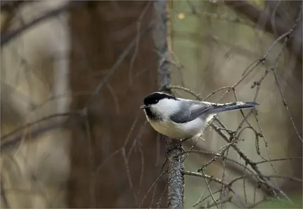 Willow Tit - adult - checks approaching invader