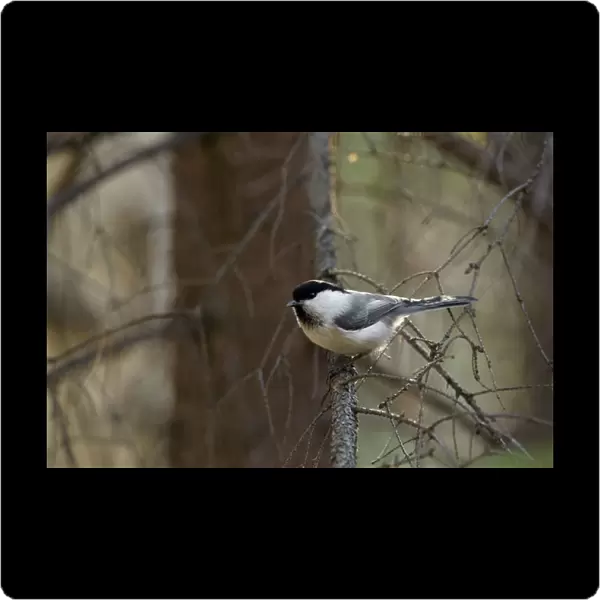 Willow Tit - adult - checks approaching invader