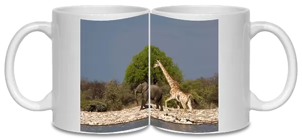 Giraffe - with young African Bush  /  Savanna Elephant