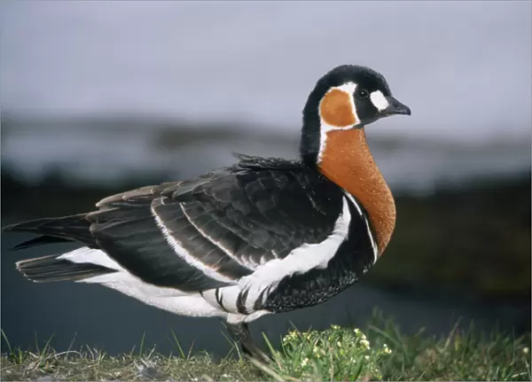 RED-BREASTED GOOSE - on riverbank