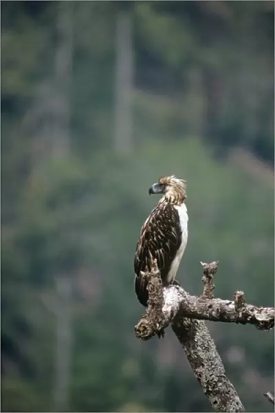 Philippine  /  Monkey-eating Eagle