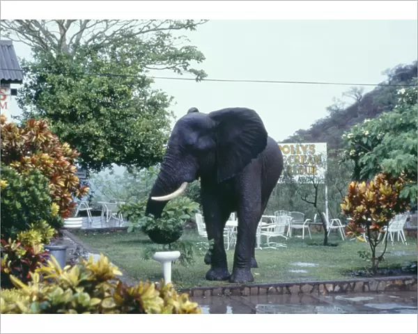 African ELEPHANT - in garden