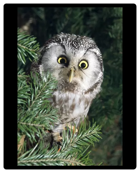 Pygmy OWL - sits in tree