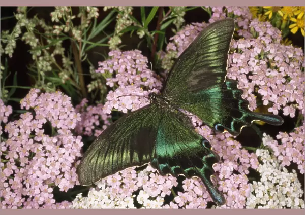 Alpine Black Swallowtail Butterfly - common in