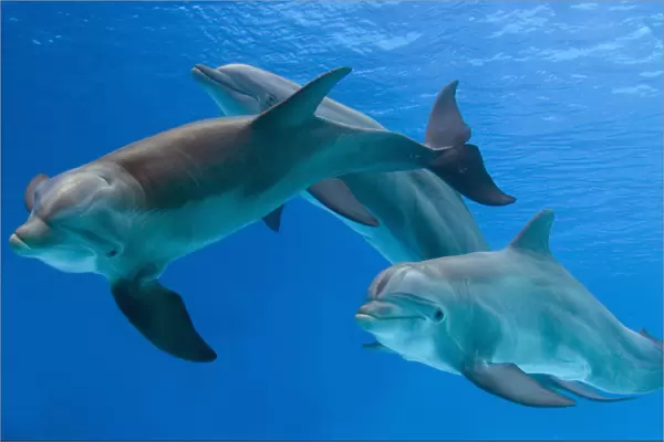 Bottlenose Dolphins - three underwater