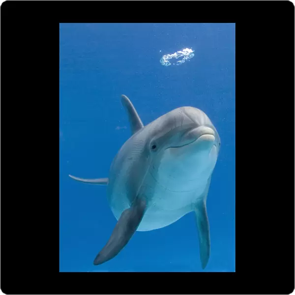 Bottlenose dolphin - blowing air bubbles