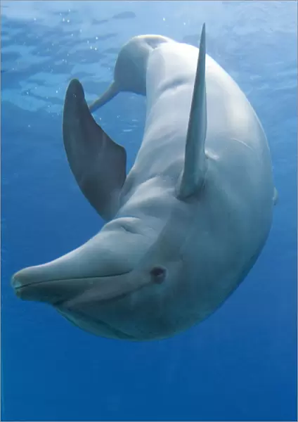 Bottlenose dolphin - playing underwater