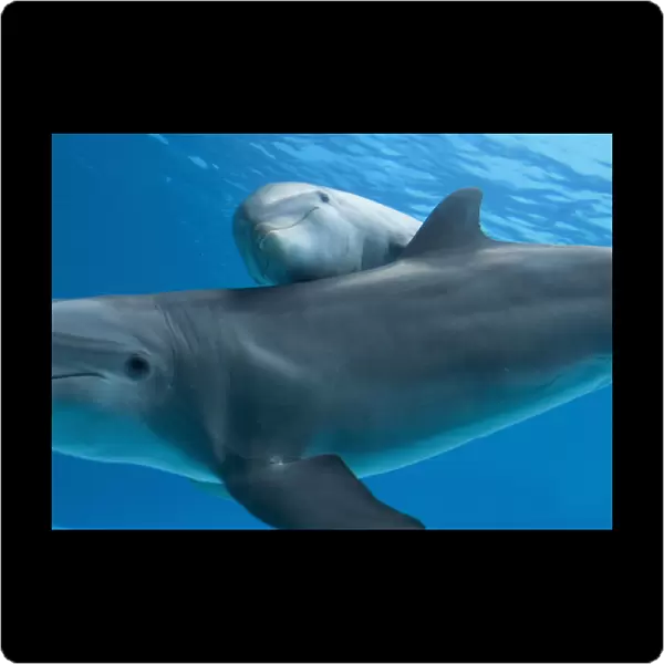 Bottlenose dolphin - female and her calf