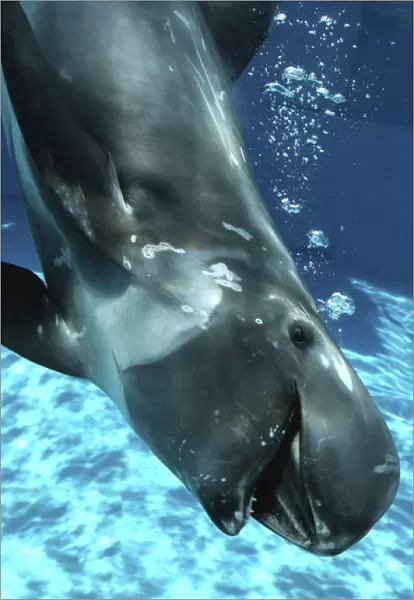 Rissos Dolphin swimming underwater