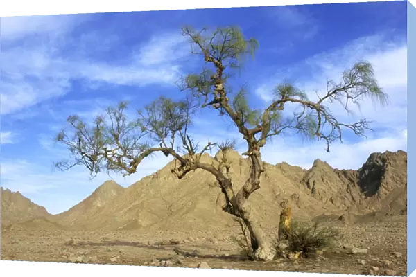Egypt - a Tamarix tree in a small valley in Arabian desert
