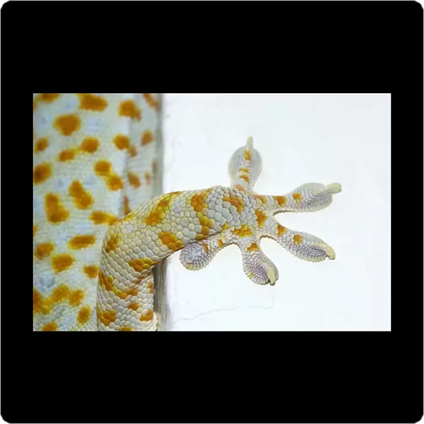 Tokay Gecko - adult front foot holding onto a corner
