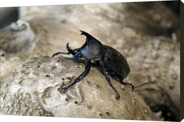 Rhinoceros Beetle - Male - on a tree-bark