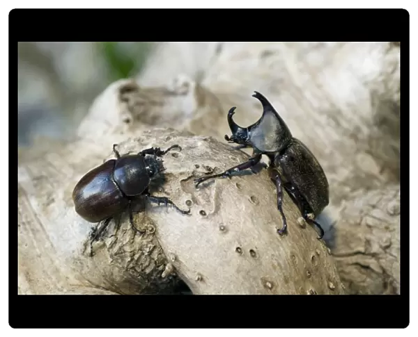 Rhinoceros Beetle - on tree-bark - hornless female