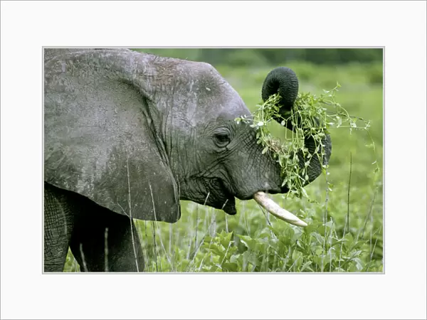 Young Elephant - Playing with food