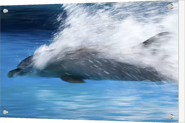 Bottlenose Dolphin - Swimming at speed through water