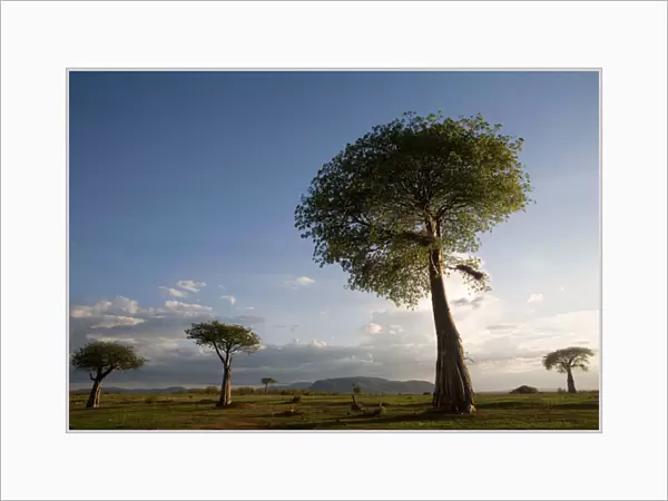 Baobab  /  Boab Trees