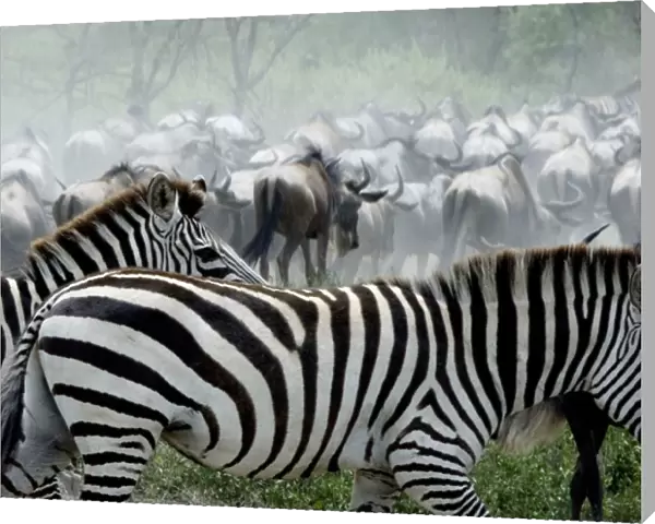 Burchells  /  Plains  /  Common Zebras and Wildebeests