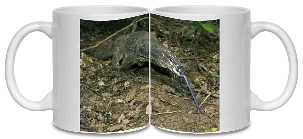 Palawan Monitor Lizard - searches for food along