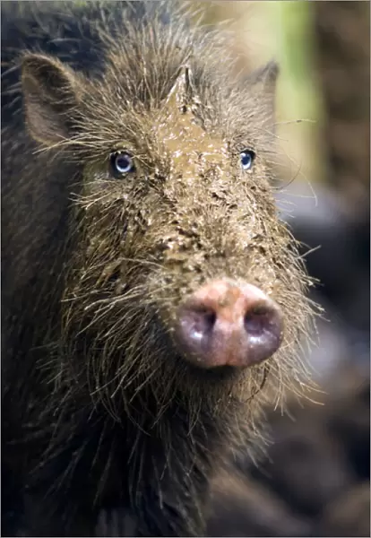 Palawan Bearded Pig - young