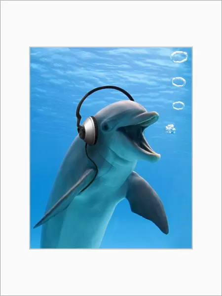 Bottlenose Dolphin - listening to music with headphones