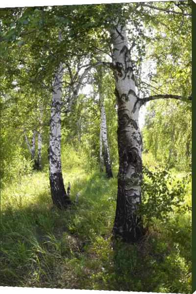 Russia - a compact woods kolok ( kolki for plural)