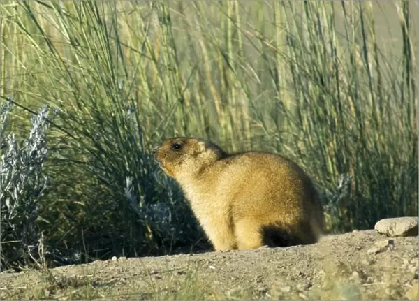 Bobak  /  Steppe Marmot - adult, ready for hibernation
