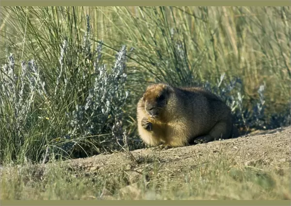 Bobak  /  Steppe Marmot - fat adult - ready for hibernation